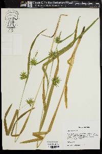 Carex folliculata image