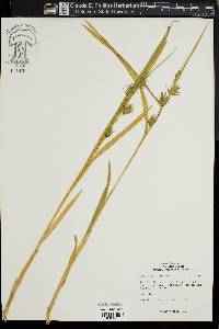 Carex folliculata image