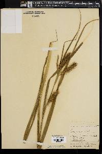 Carex gigantea image