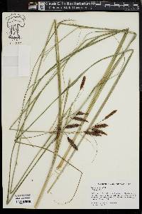 Carex glaucescens image