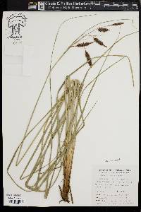 Carex glaucescens image