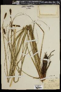 Carex glaucescens image