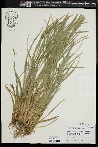 Carex glaucodea image