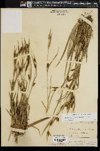 Carex glaucodea image