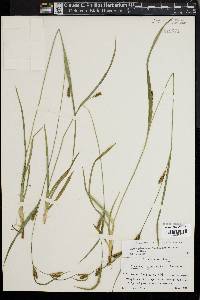 Carex glaucodea image