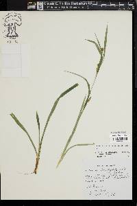 Carex glaucodea image