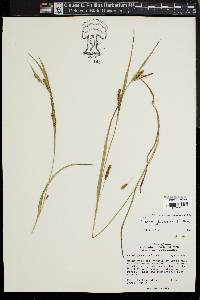 Carex glaucodea image