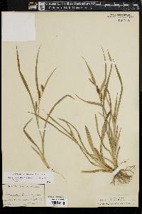 Carex glaucodea image