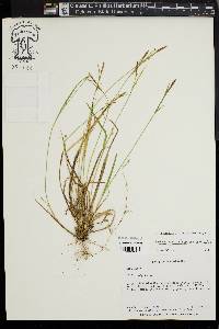 Carex gracilescens image