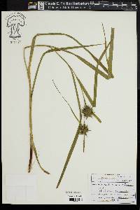 Carex grayi image