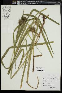 Carex grayi image