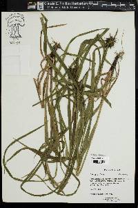 Carex grayi image