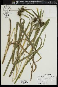 Carex grayi image