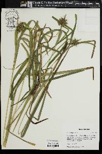 Carex grayi image