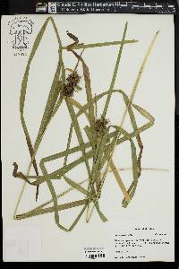 Carex grayi image