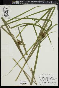 Carex grayi image