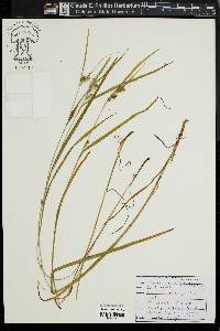 Carex grisea image