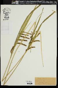 Carex gynandra image