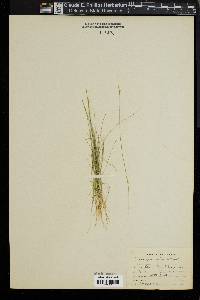 Carex gynocrates image