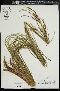 Carex haydenii image