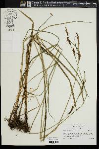 Carex haydenii image