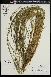 Carex haydenii image