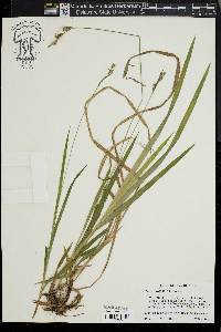 Carex hirtifolia image