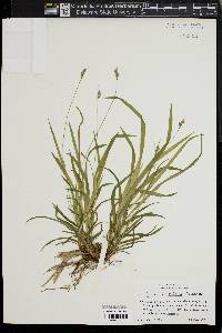 Carex hirtifolia image