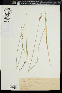 Carex hormathodes image