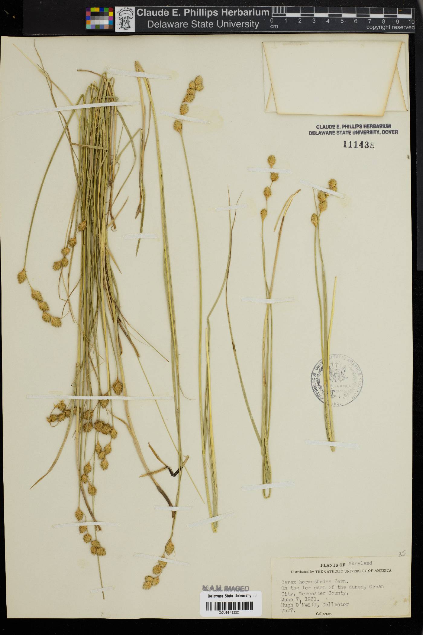 Carex hormathodes image