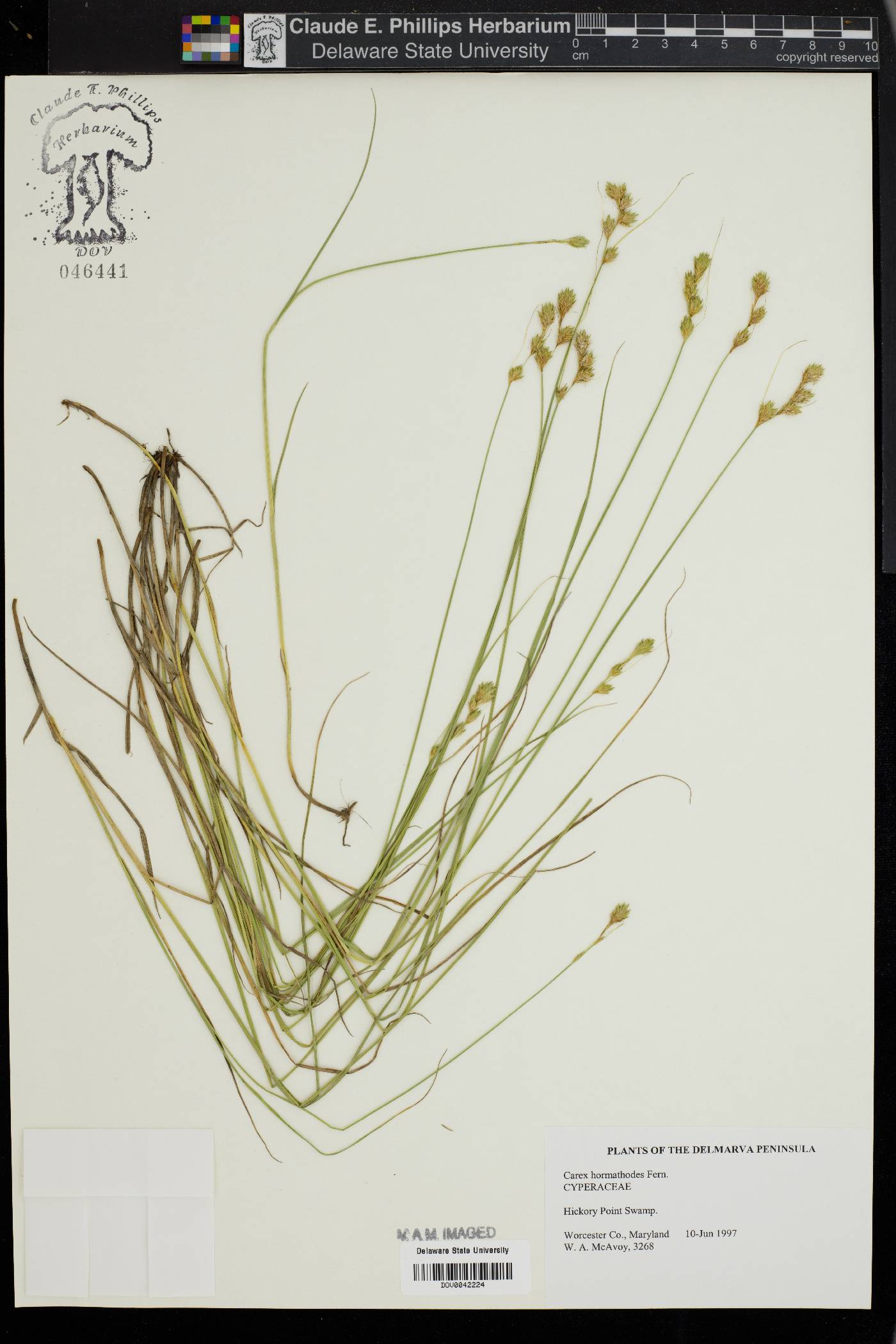 Carex hormathodes image