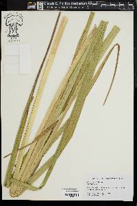 Carex hyalinolepis image