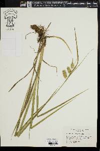 Carex hyalinolepis image