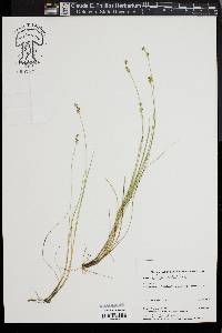 Carex radiata image