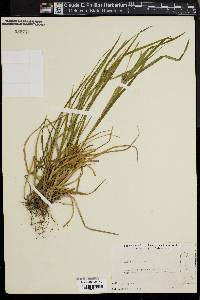 Carex bullata image