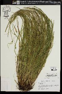 Carex jamesii image