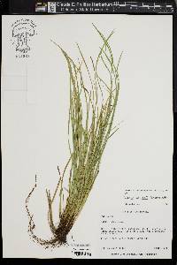 Carex jamesii image