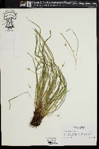 Carex jamesii image