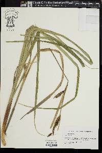 Carex lacustris image