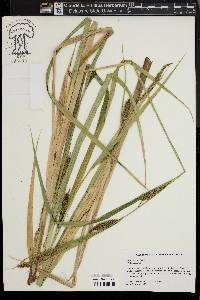 Carex lacustris image