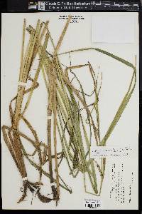 Carex lacustris image