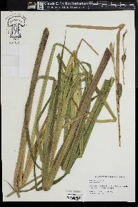 Carex lacustris image