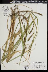 Carex lacustris image