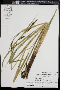 Carex lacustris image