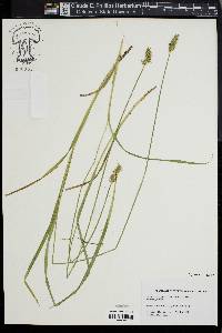 Carex laevivaginata image