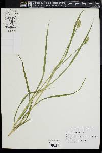 Carex laevivaginata image