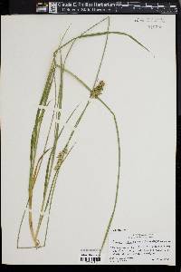 Carex laevivaginata image