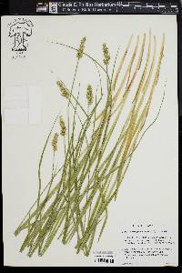 Carex laevivaginata image