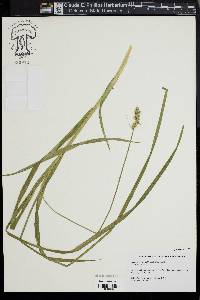 Carex laevivaginata image