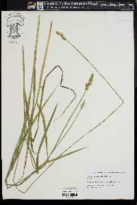 Carex laevivaginata image